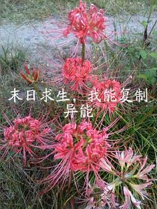 末日无异能求生