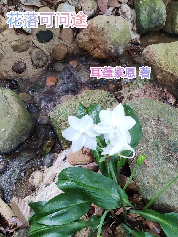 欲问花落何处归