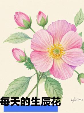 生辰花什么意思